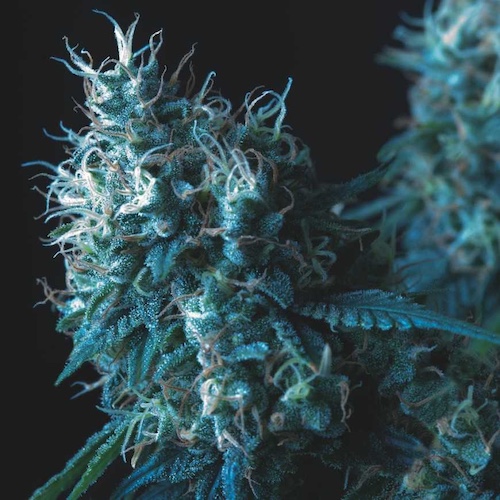 Cookies Regular cannabis strain from Pyramid Seeds — plant photo